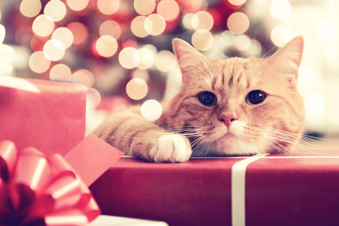 Top 10 Holiday Gift Ideas for Pets