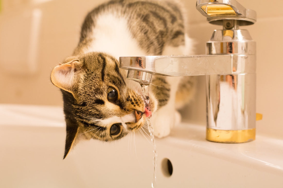 An Unquenchable Thirst: Signs Your Cat Has Diabetes
