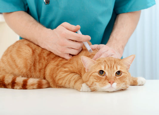 August is Pet Immunization Awareness Month!