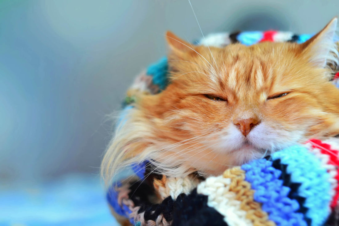Can Cats Experience Allergies in Winter?