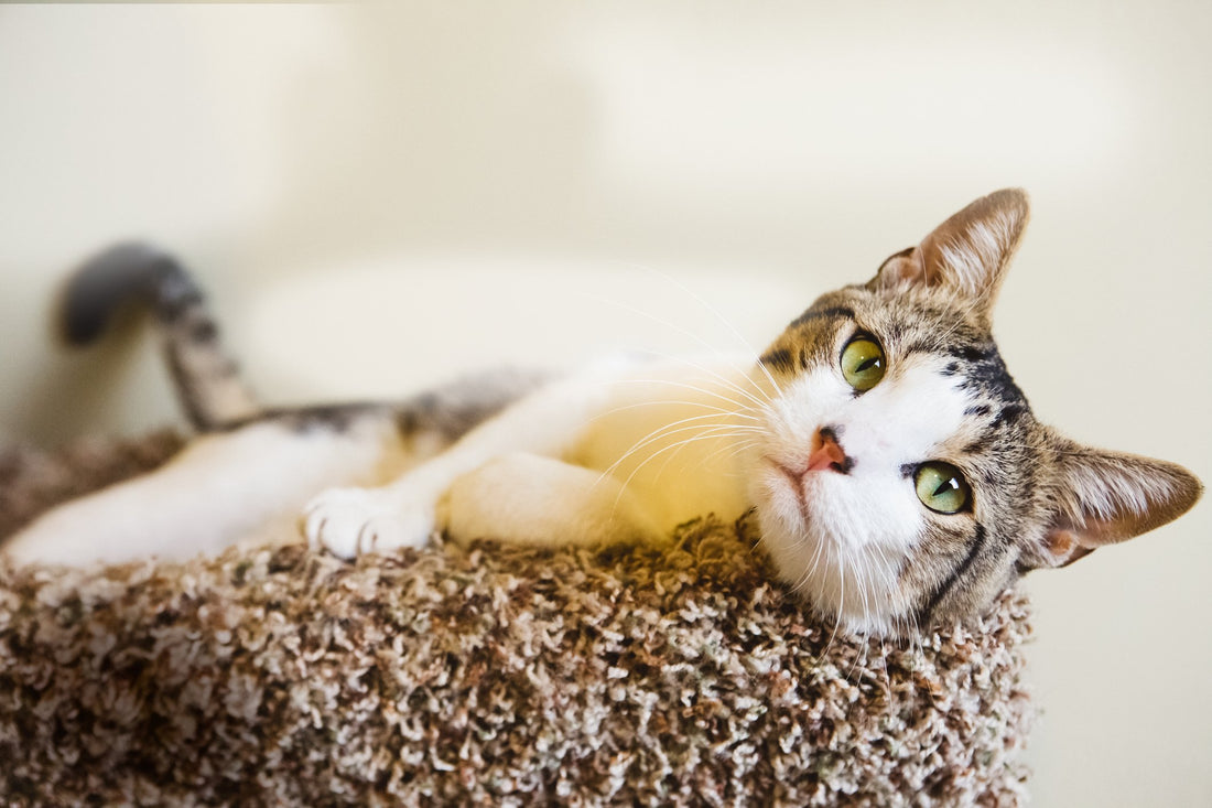 6 Tips to Effectively Manage Your Diabetic Cat's Blood Sugar