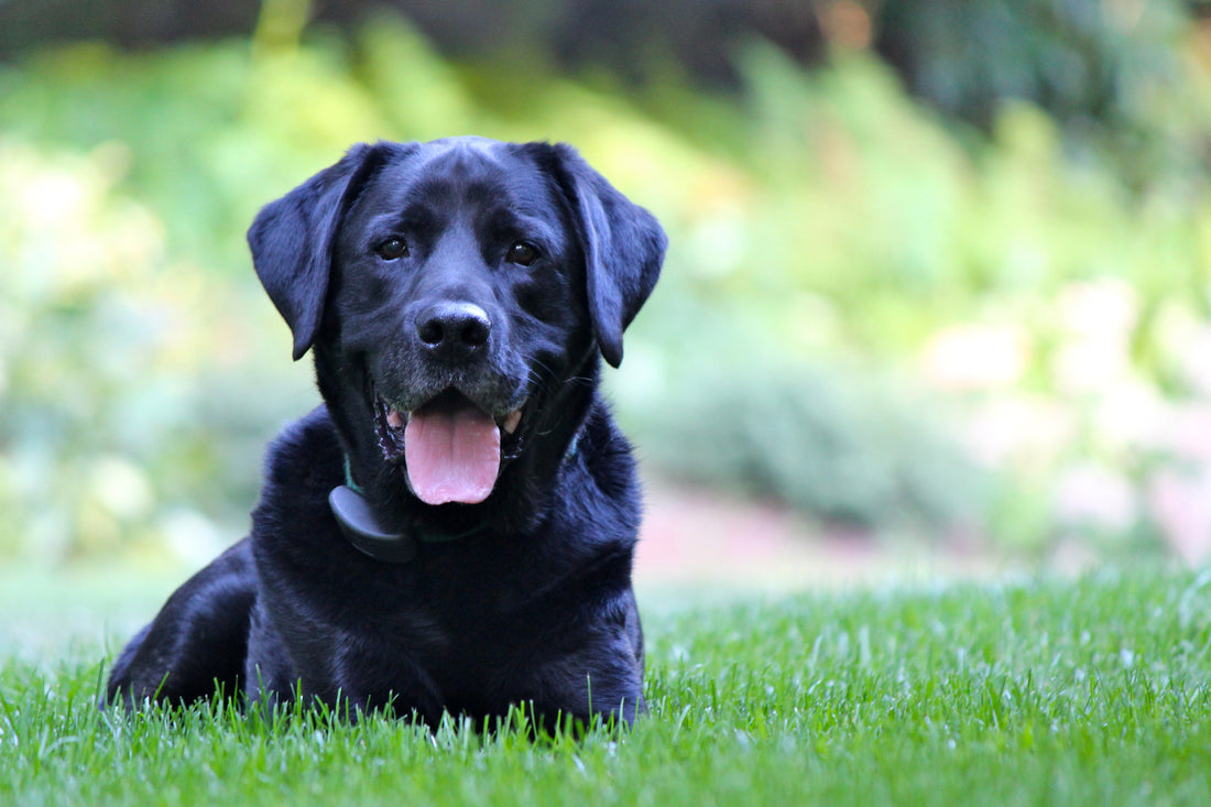 Is Your Dog Panting or Is He Having Trouble Breathing?
