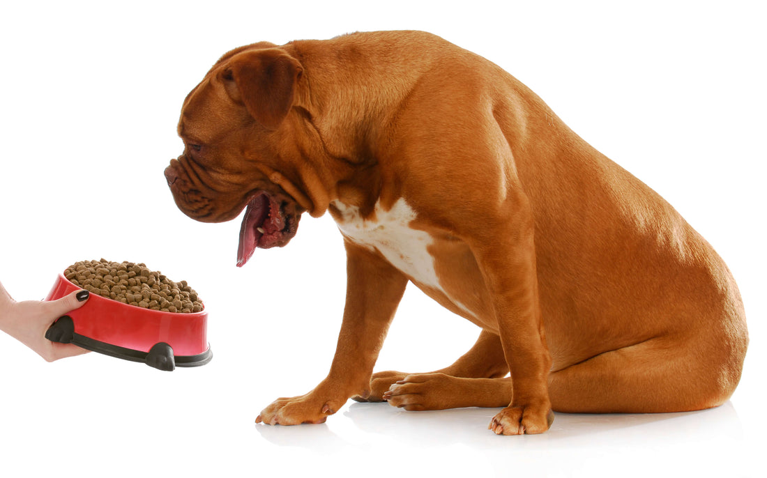 5 Natural Remedies for Digestive Problems in Dogs