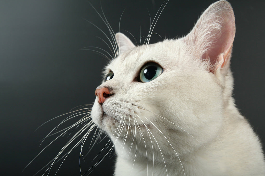 The Science Behind What Your Cat's Whiskers Do