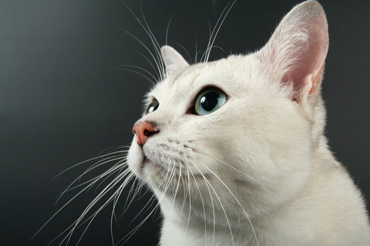 The Science Behind What Your Cat's Whiskers Do