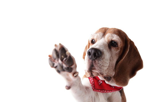 5 Natural Remedies for Dry or Cracked Paws in Dogs
