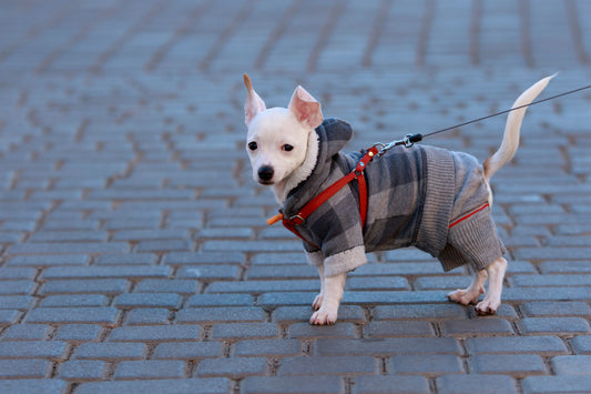 5 Ways to Make Dog Walks Even Better