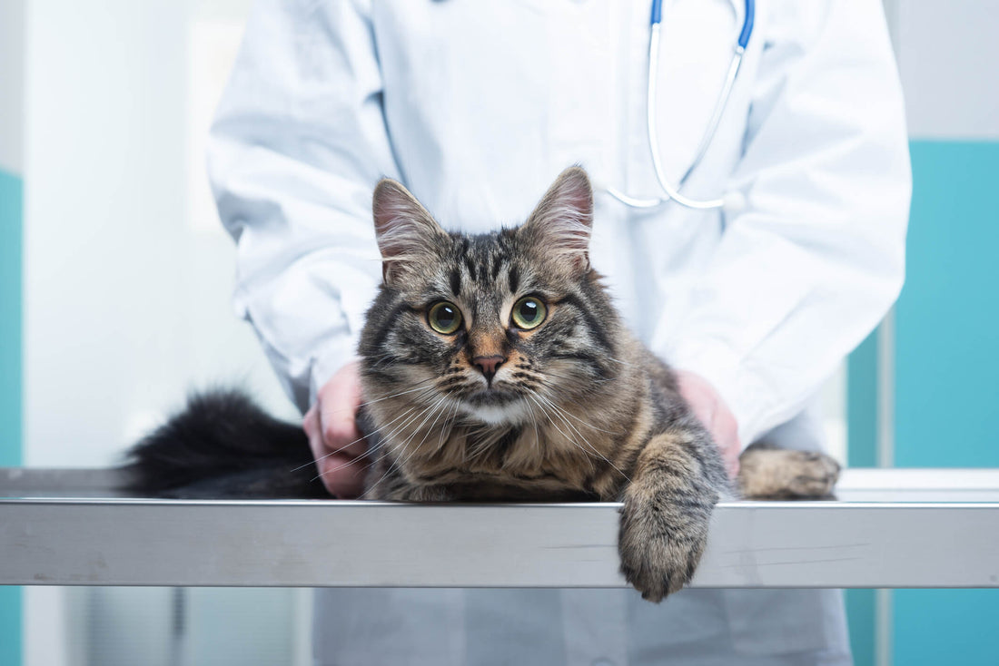 How Integrative Medicine Can Support Pet Diabetes