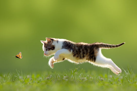 5 Insects That Are Harmful to Pets