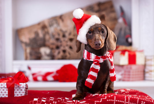Give Your Pet the Gift of Immunity Boosting Supplements