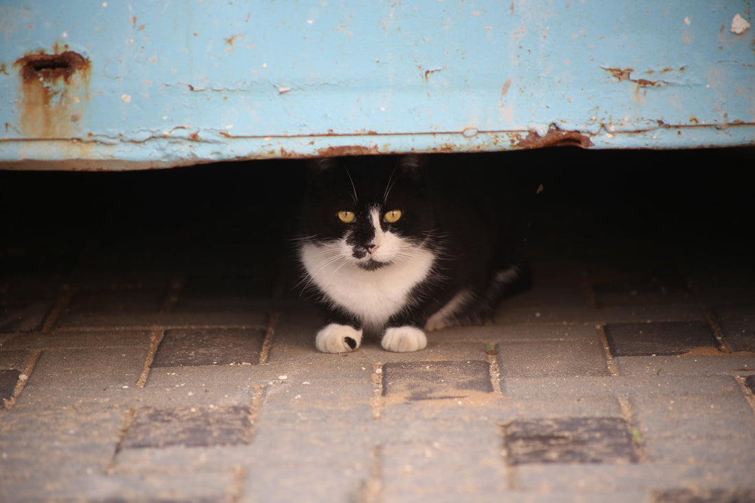 How to Help Protect a Stray Cat From the Summer Sun