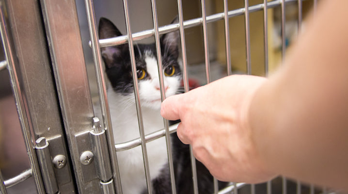 Animal Shelter Reveals The Most Common Questions From New Pet Owners