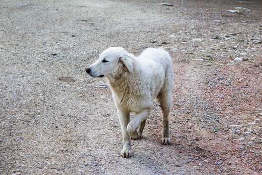 Spot the Signs of Muscle Strain in Your Energetic Dog
