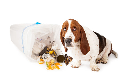 What Did He Eat? Signs Your Dog Has Food Poisoning
