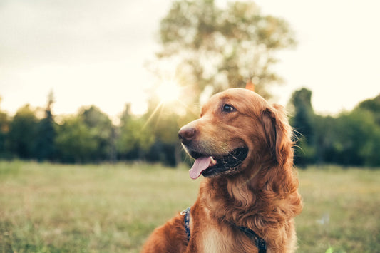 Get Familiar with Breed-Specific Ailments Before You Bring Home a Pup