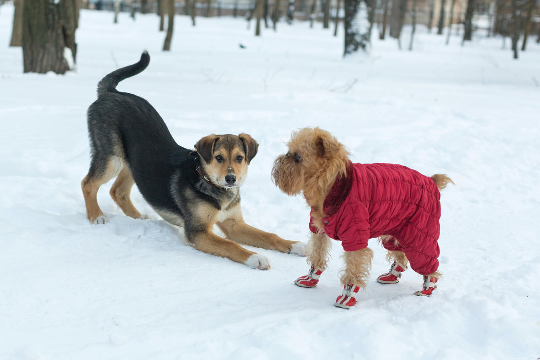 Winter is Coming: What You Should Know About Boots and Coats for Pets
