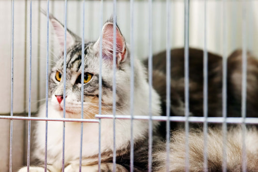 4 Common Kennel Illnesses in Cats