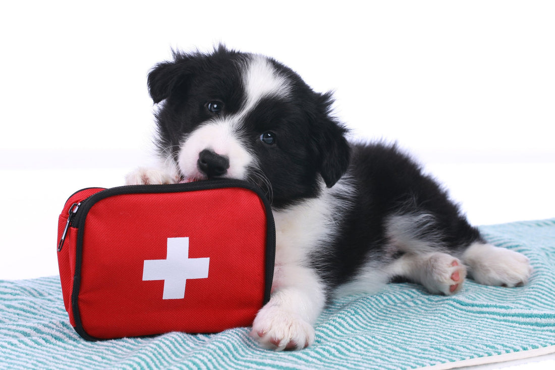 Learn How to Pack a Doggy Emergency Kit for Your Spring Adventures