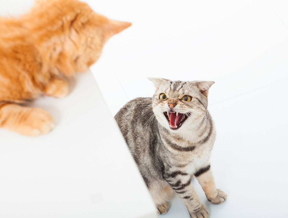 What to Do When Your Cats Just Won't Get Along