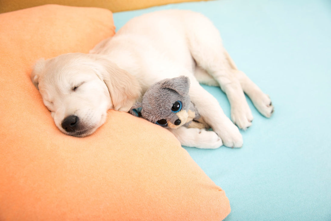 Puppies and Sleep: How Much is Too Much?