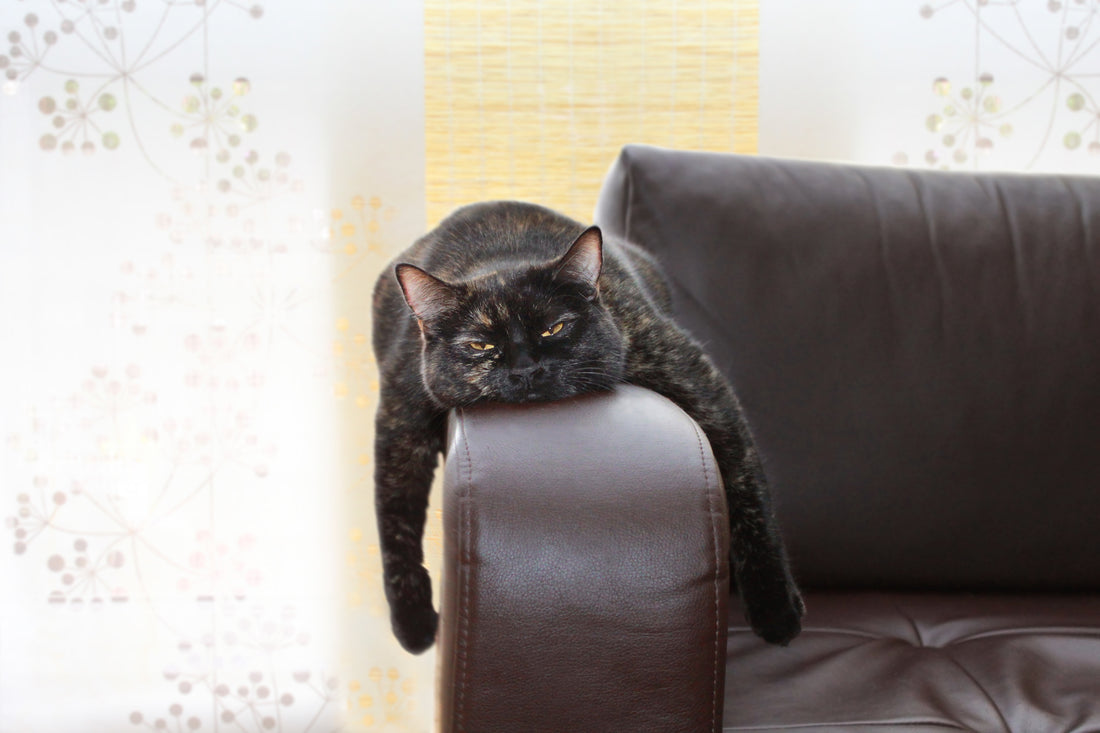 How You Can Tell If Your Pet is Bored at Home