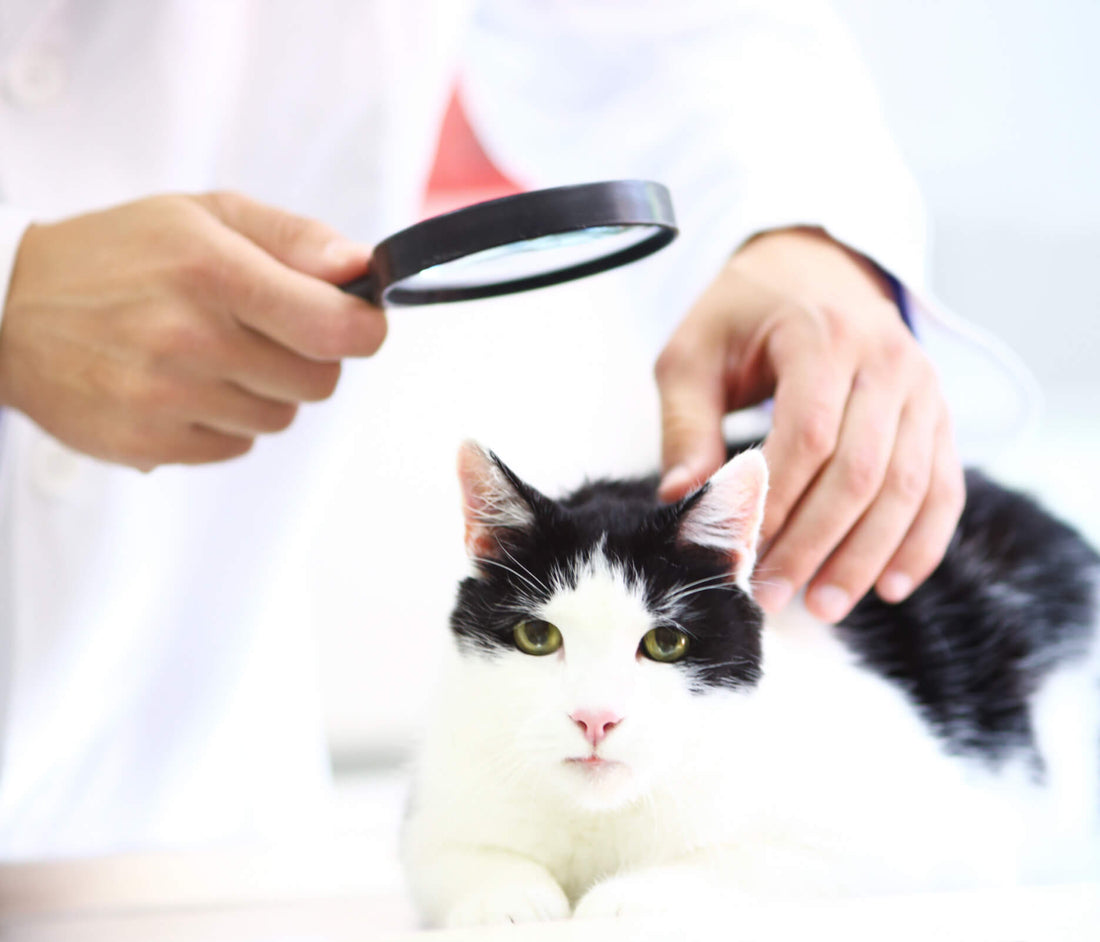 What to Do If You See a Bald Spot on Your Cat