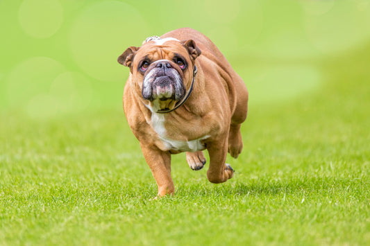 5 Dangers of Obesity in Dogs