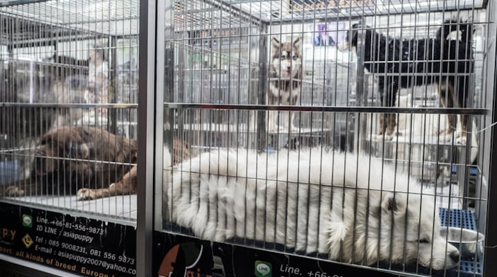 Investigation Of California Pet Shops Supports Efforts To Have Them Banned