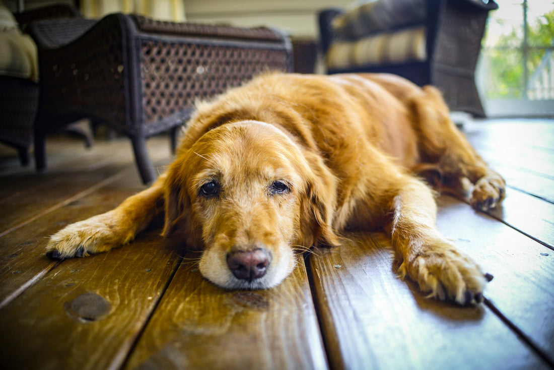 When Does a Dog's Troubled Breathing Become a Concern for Cancer?