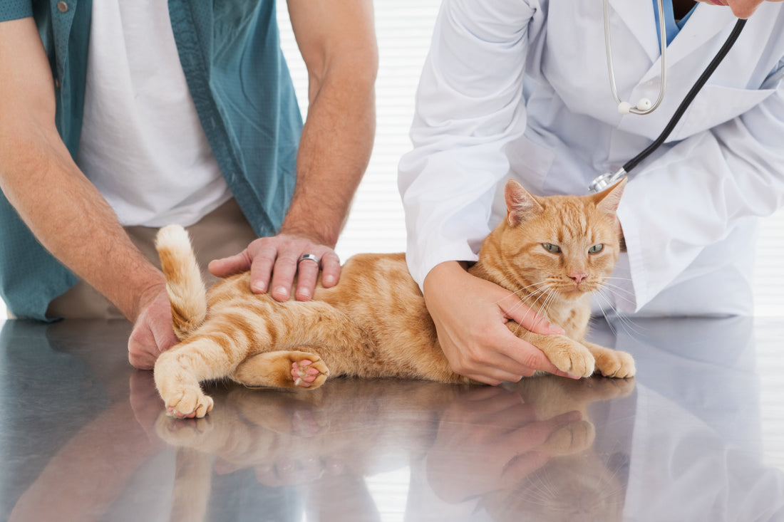 Just How Serious is Heartworm in Cats?