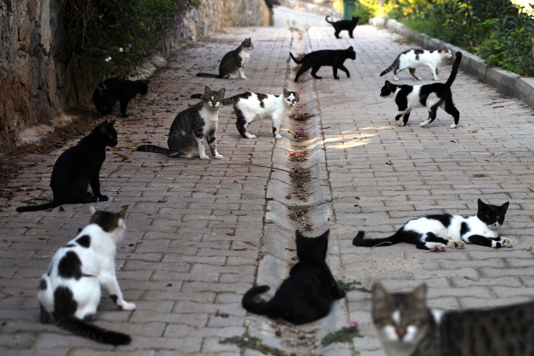 What to Do If You Spot Stray Cats in Your Neighborhood