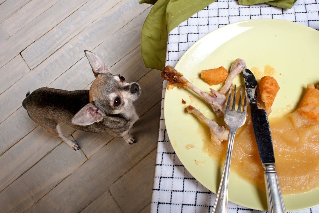 This Dangerous Health Problem Happens to Dogs on a Fatty Diet