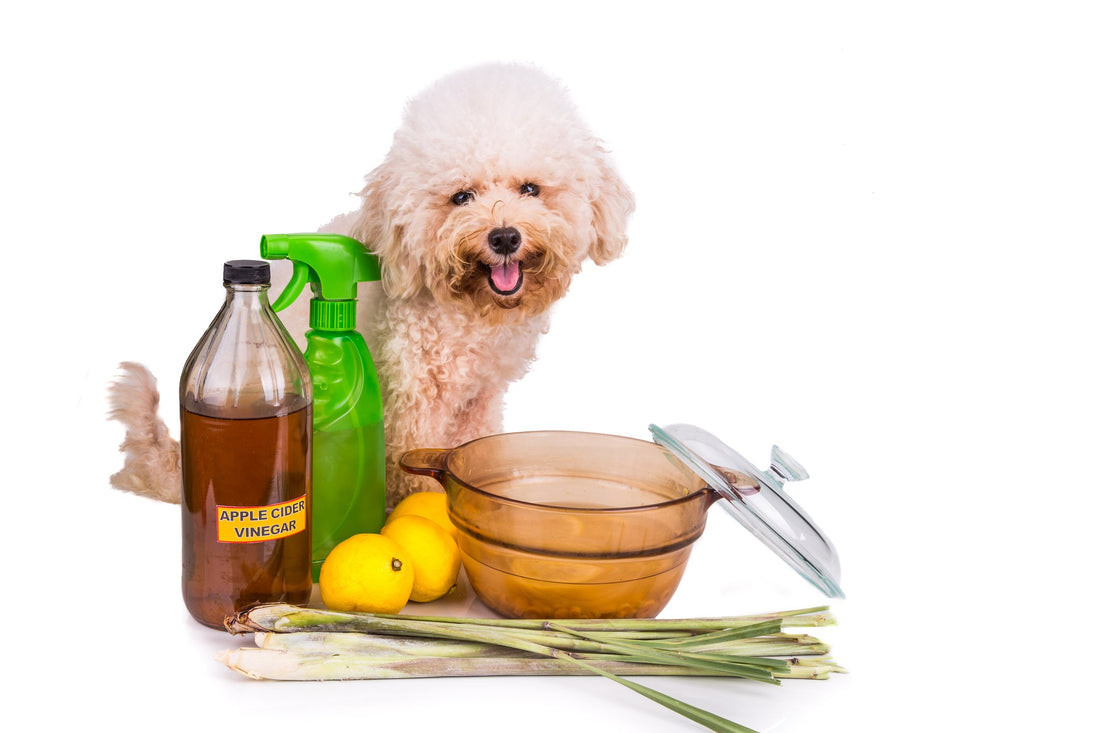 The Dos and Don'ts of Insect Repellent for Pets