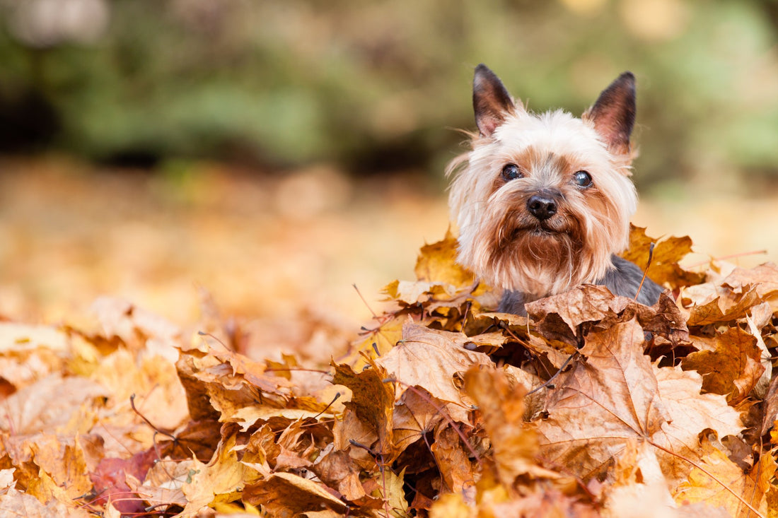 10 Fall Dangers That Could Affect Your Pet's Health