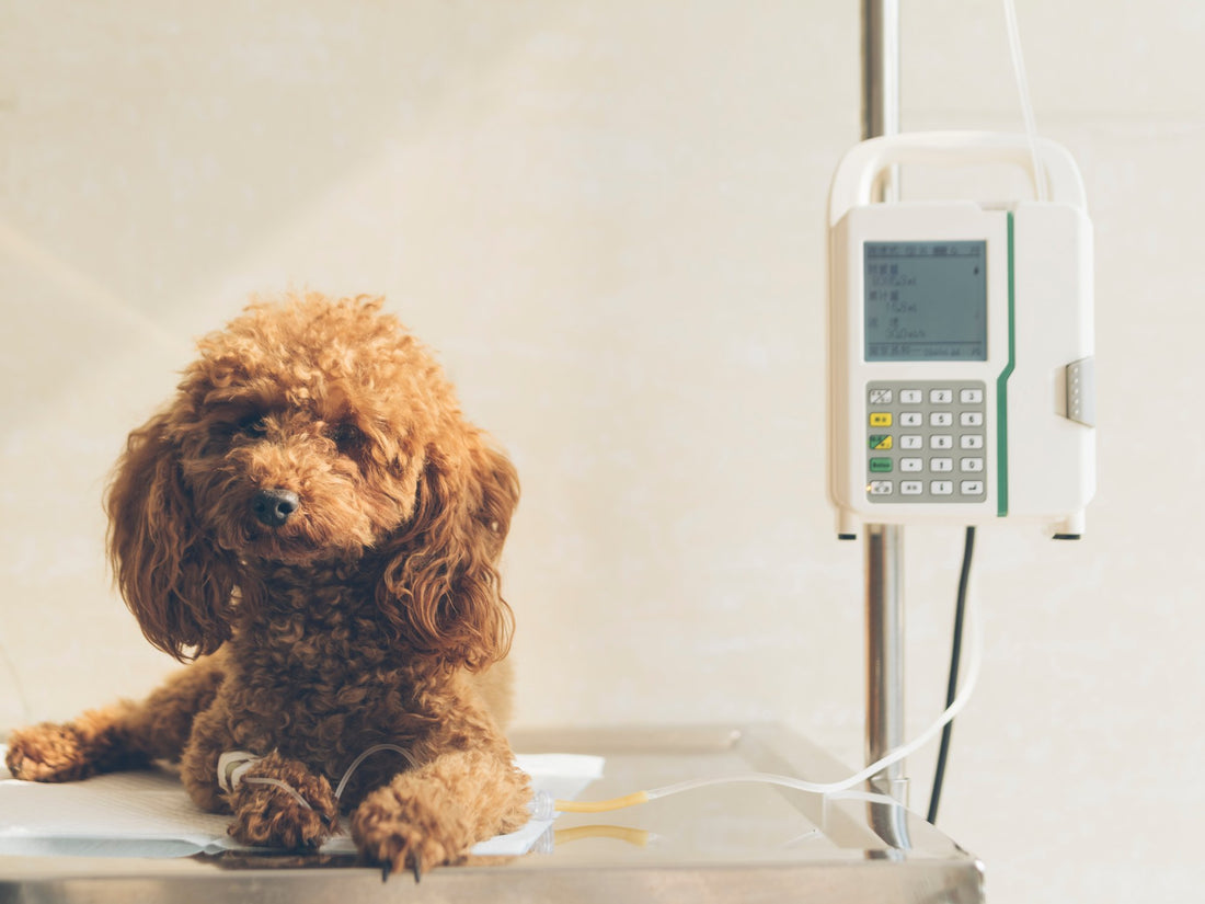 Learn the Differences Between Acute & Chronic Kidney Failure in Dogs