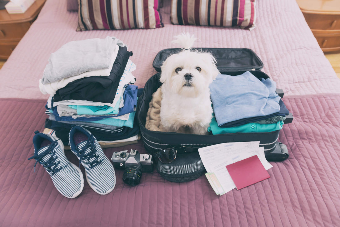 The 6 Must-Have Pet Essentials for a Perfect Travel Experience