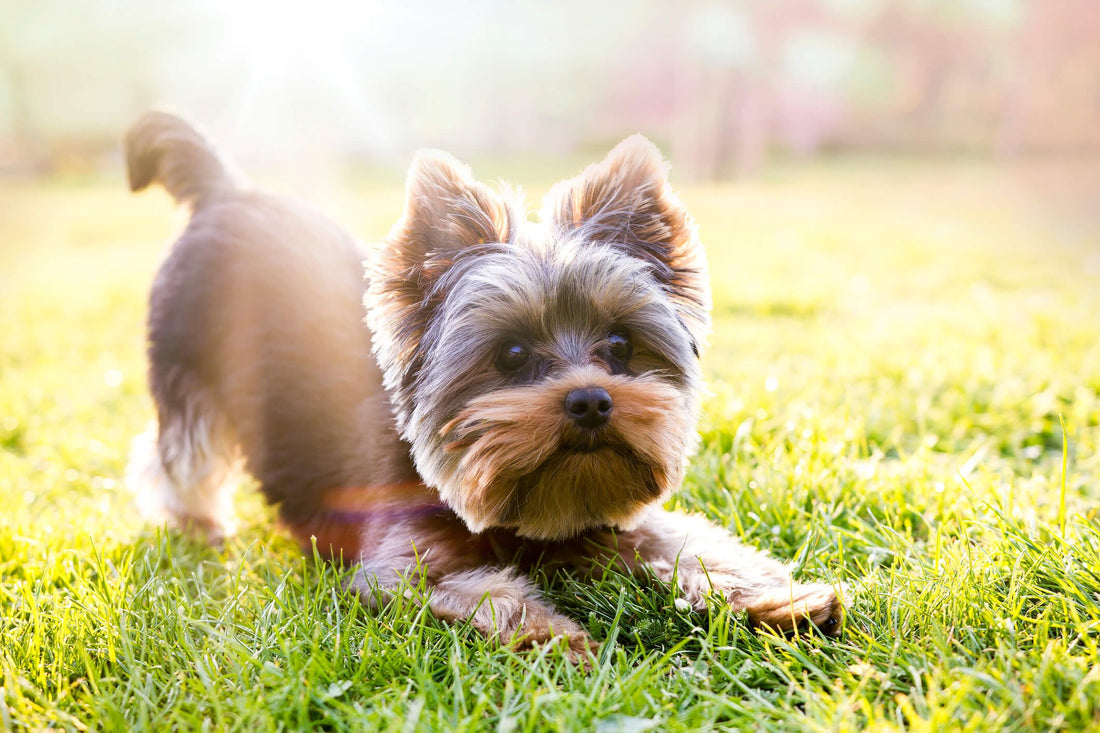 5 Common Problems Affecting Small-Breed Dogs