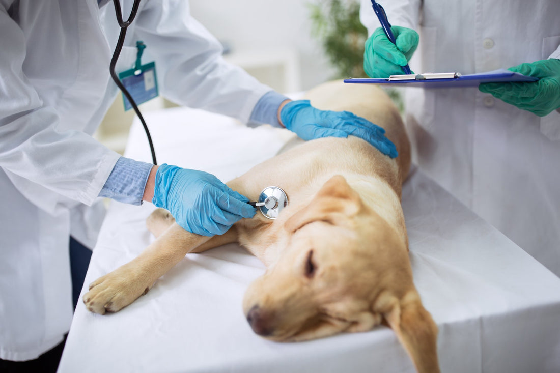 What is Hemangiosarcoma and Why is it So Dangerous for Dogs?