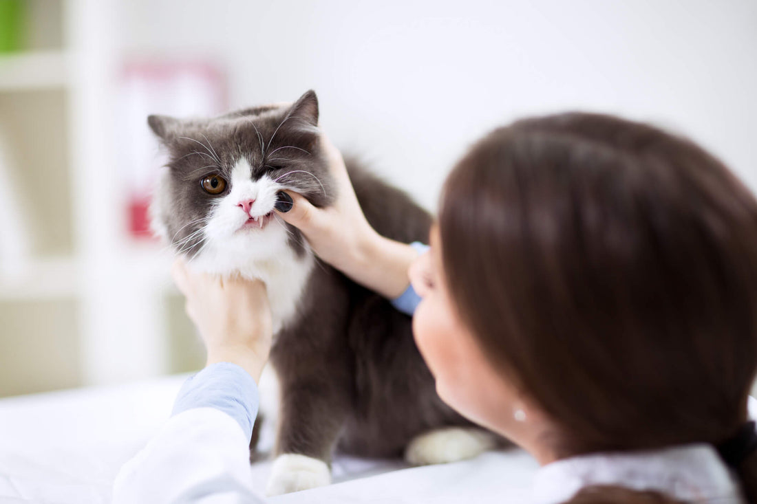 What Should You Do If Your Cat Loses a Tooth?