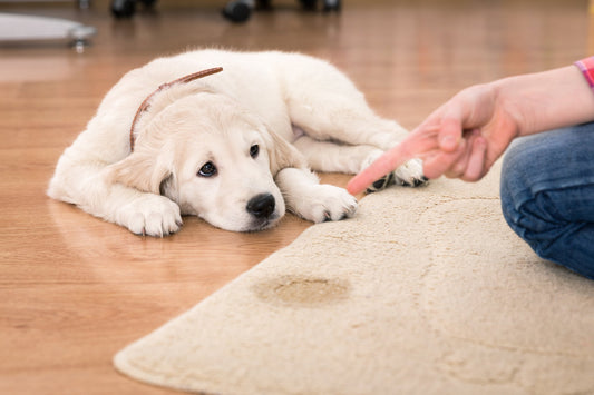 Why is My Dog Suddenly Marking Its Territory in the House?