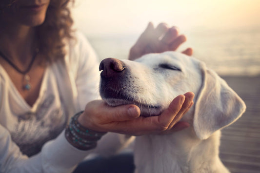 Detox Your Pets to Help Prevent Cancer!