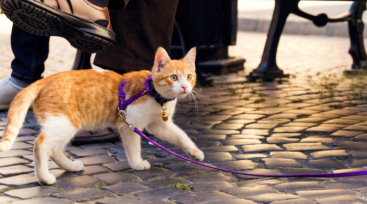 Top Animal Cruelty Organization Warns Against People Walking Cats