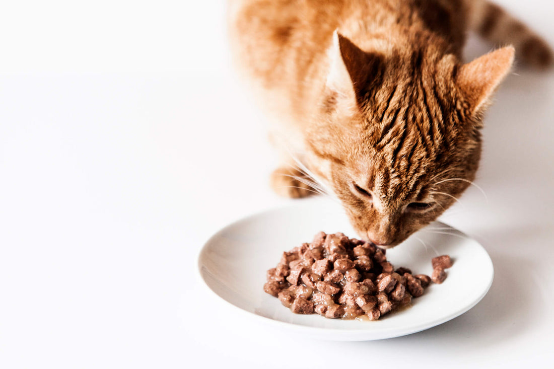 How to Use Nutrition to Manage Your Cat's Kidney Disease