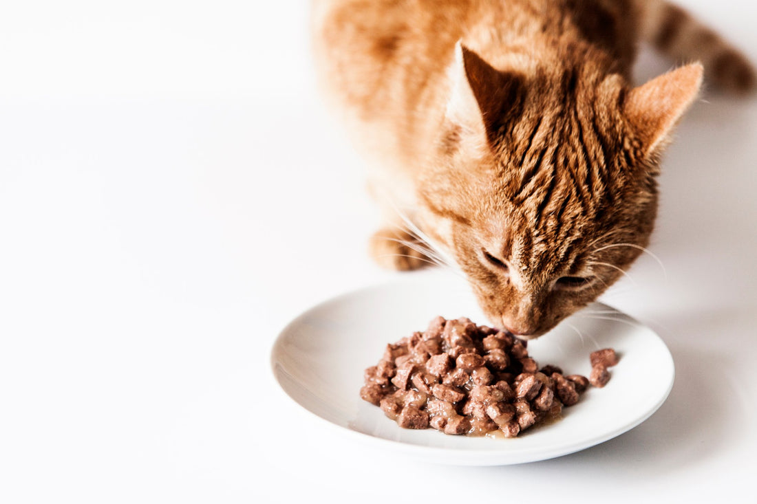 Are Food Allergies Behind Your Cat's Stinky Gas?