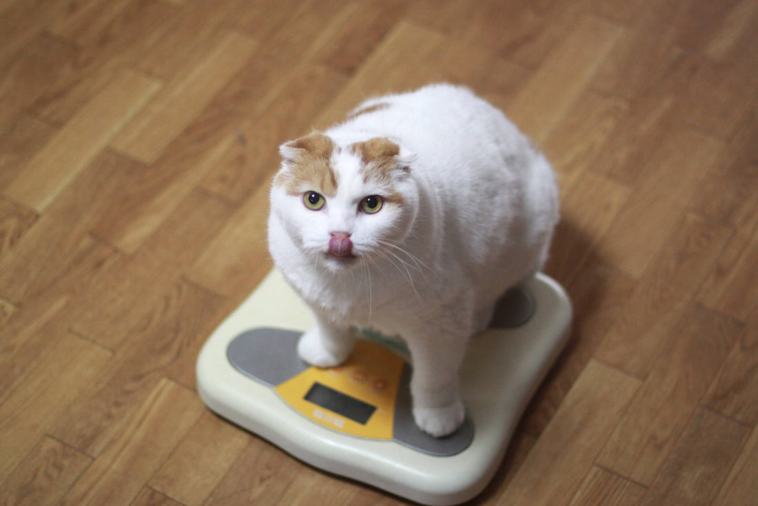 Could You Be Overfeeding Your Cat (and Not Know It)?