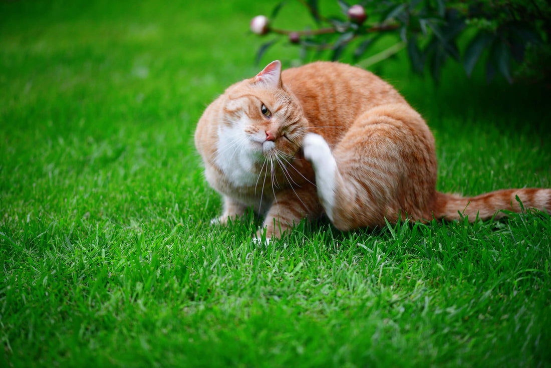 5 Signs of Seasonal Allergies in Cats