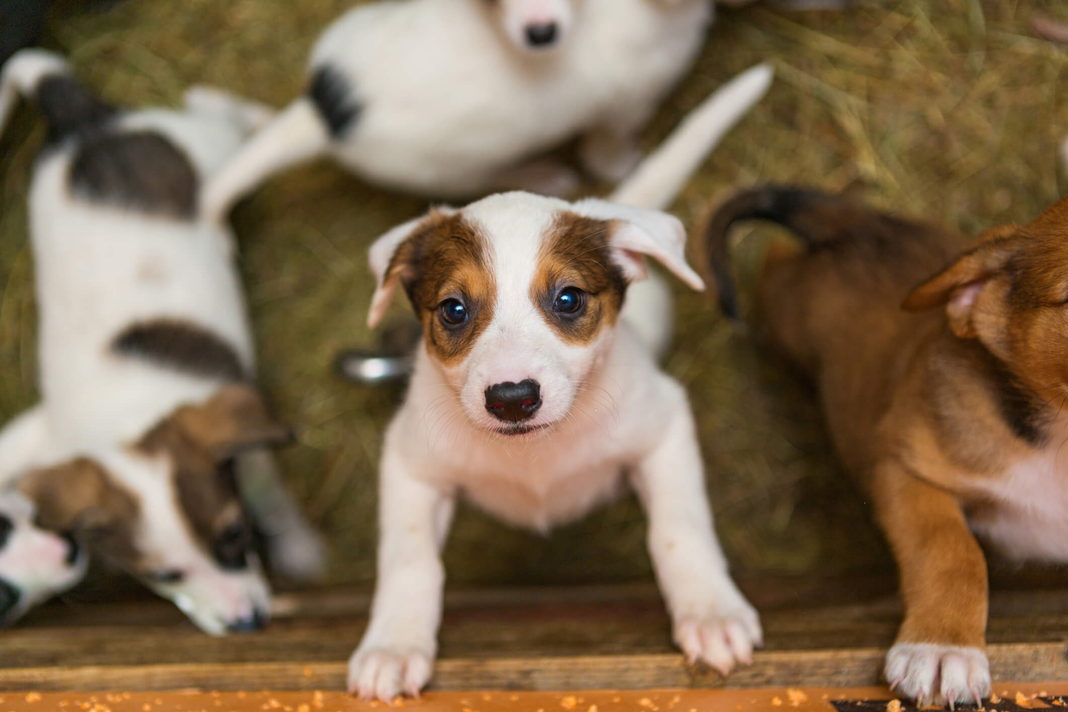 Why You Should Consider Breed-Specific Pet Rescues | Pet Wellbeing