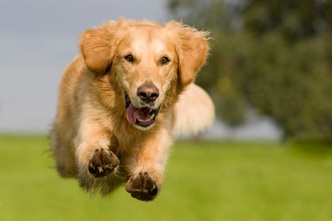 5 Ways to Calm Down an Overly Energetic Dog
