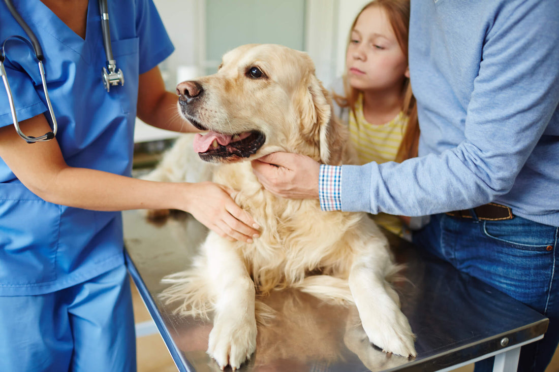 How Common is Cancer in Your Pet?