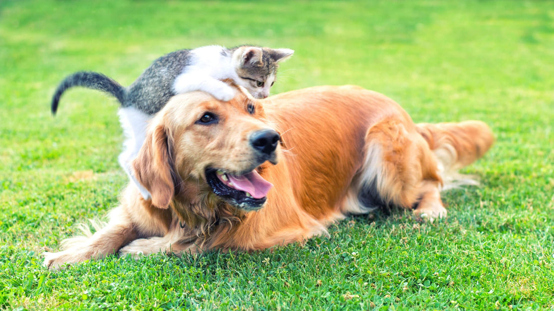 The Top 3 Reasons to Spay & Neuter Your Pet